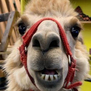 Meet your Posher, Lindsay